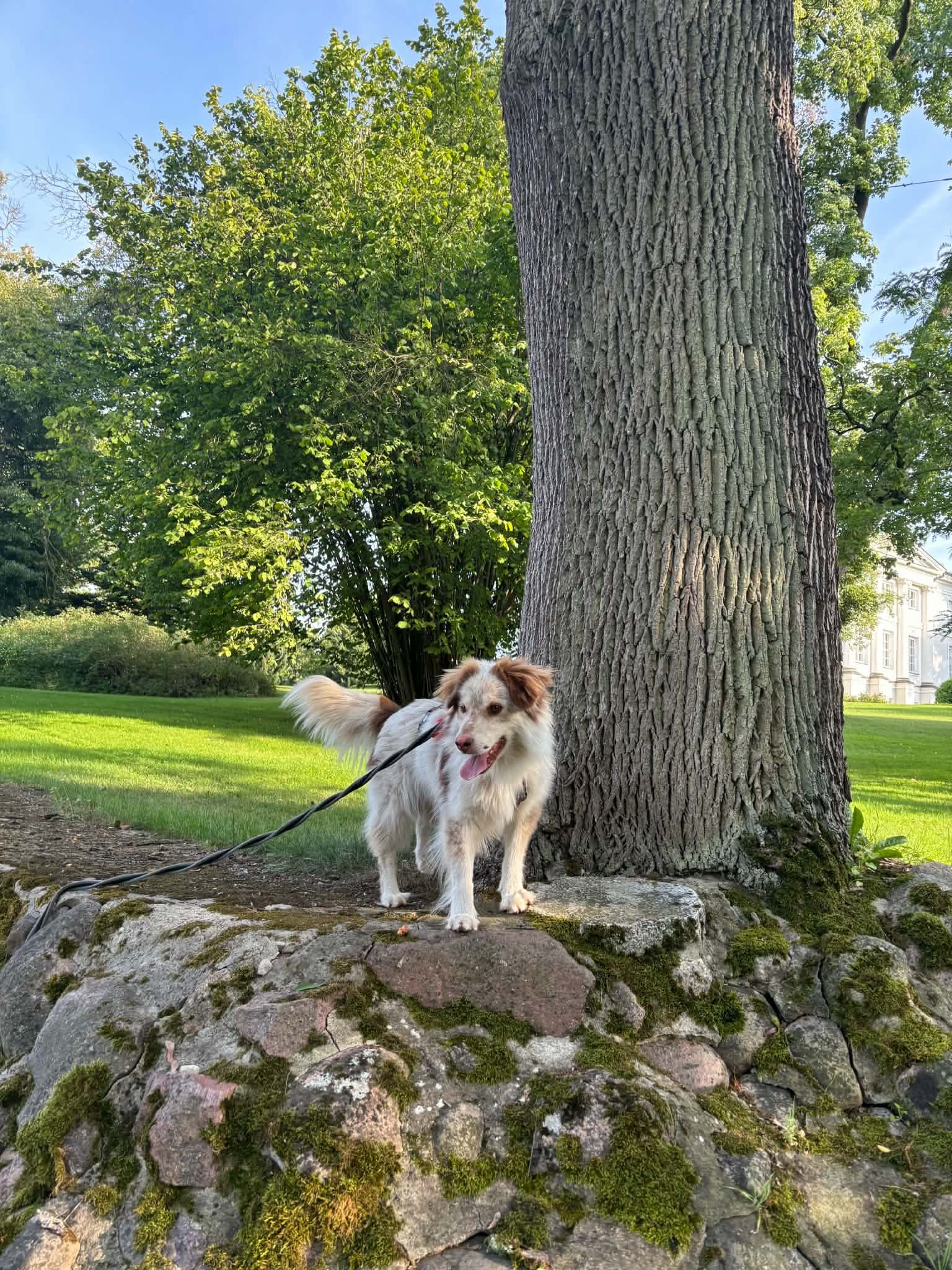 Boguś